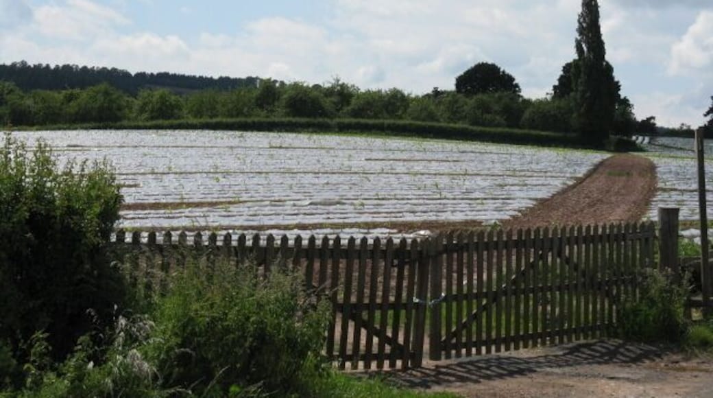 Ready Wrapped Produce. Plastic sheeting increases growth of this crop near Tarrington.