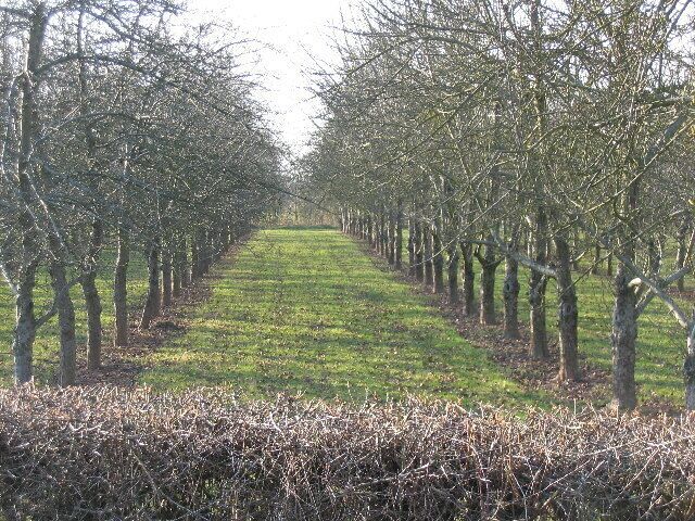 Cider Apple Orchard in winter, Little Tarrington.