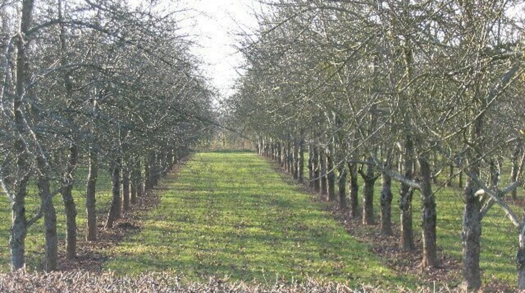 Cider Apple Orchard in winter, Little Tarrington.