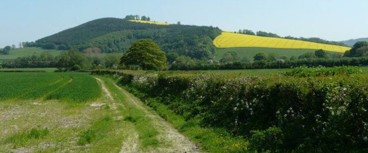 A rural landscape with a dirt path, fields, and a hill with yellow crops.