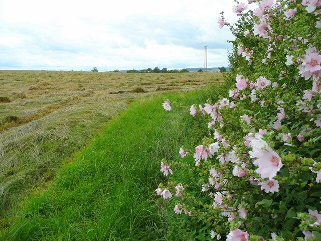 Edge of hay field Recently cut, and hopefully gathered in before the rain forecast for the next day. The plant is a Lavatera spp growing over from the garden bordering this field. A public footpath cuts straight across the field to Crossway Farm which is just visible in the distance.