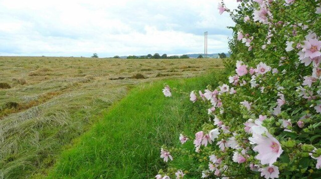 Edge of hay field Recently cut, and hopefully gathered in before the rain forecast for the next day. The plant is a Lavatera spp growing over from the garden bordering this field. A public footpath cuts straight across the field to Crossway Farm which is just visible in the distance.