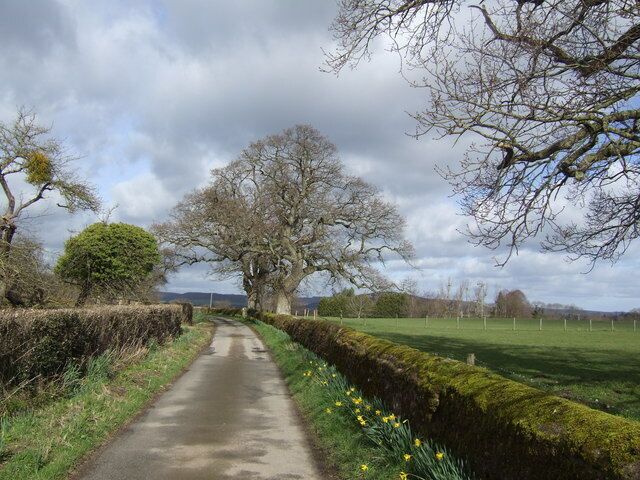 Oaks and daffodils The scenic lane near Lane Head Farm.