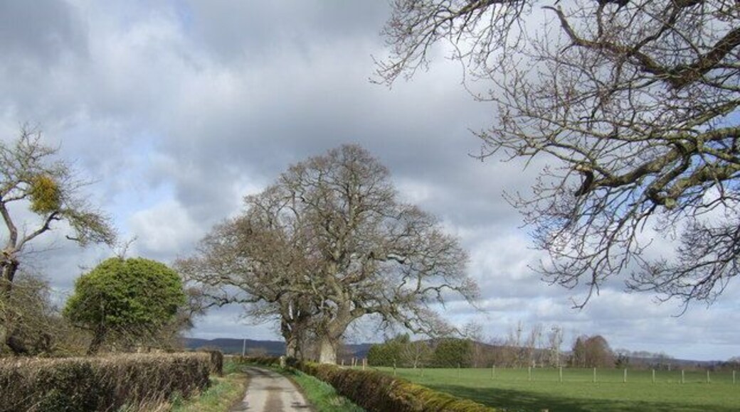 Oaks and daffodils The scenic lane near Lane Head Farm.