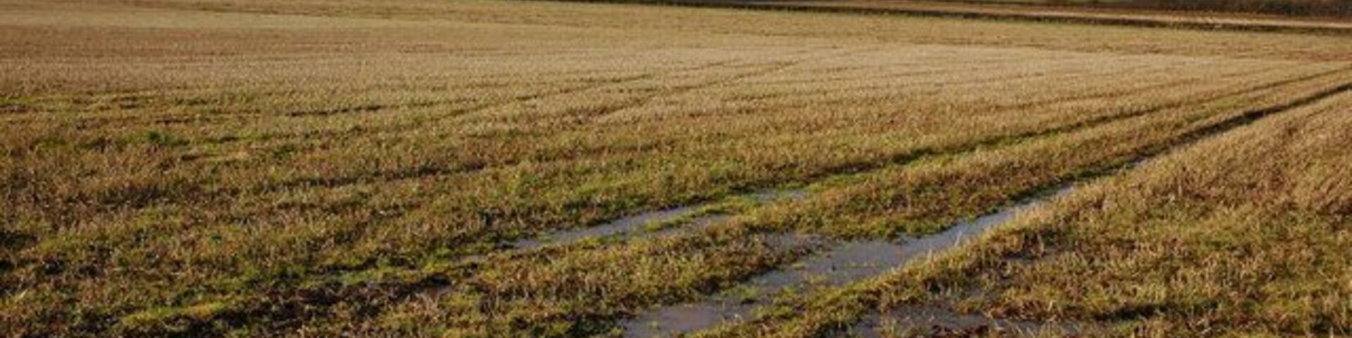 View across stubble field to Chanstone Wood Chanstone wood is on a hill to the south of Vowchurch in the Golden Valley.