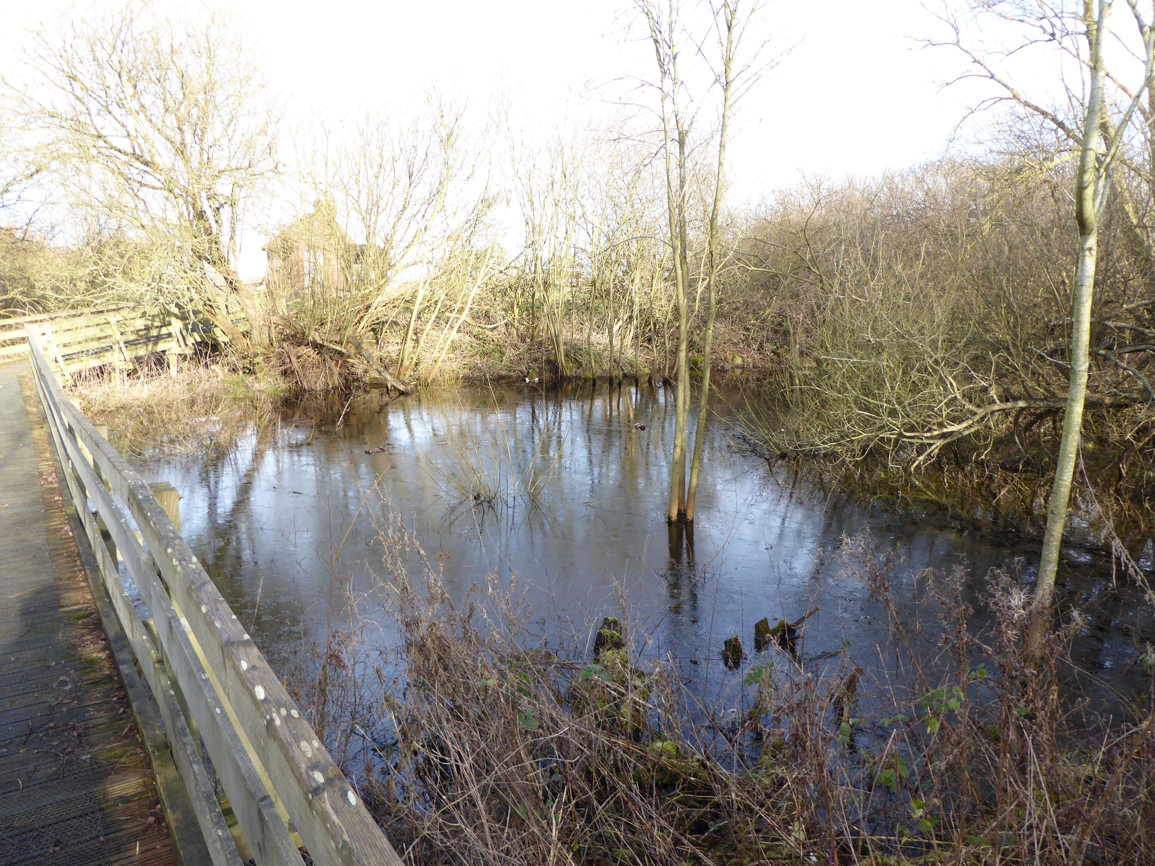 A flooded area with a wooden bridge and dense vegetation.