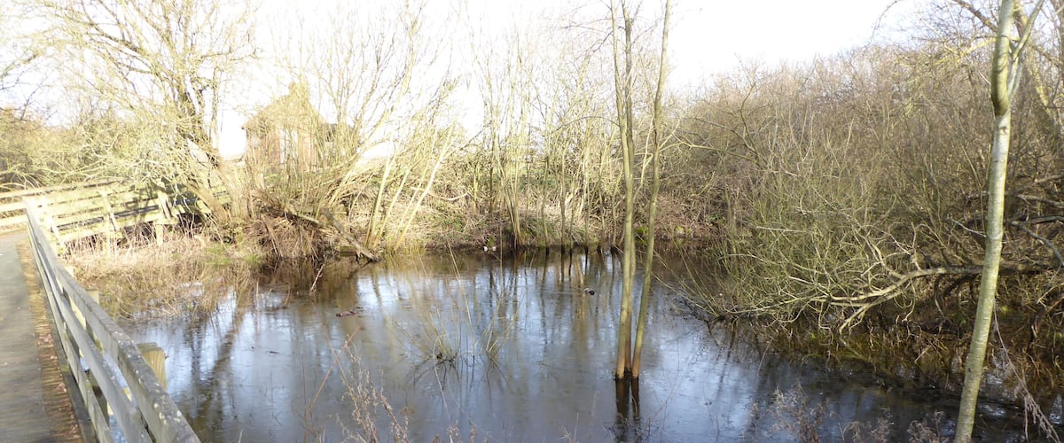 A flooded area with a wooden bridge and dense vegetation.