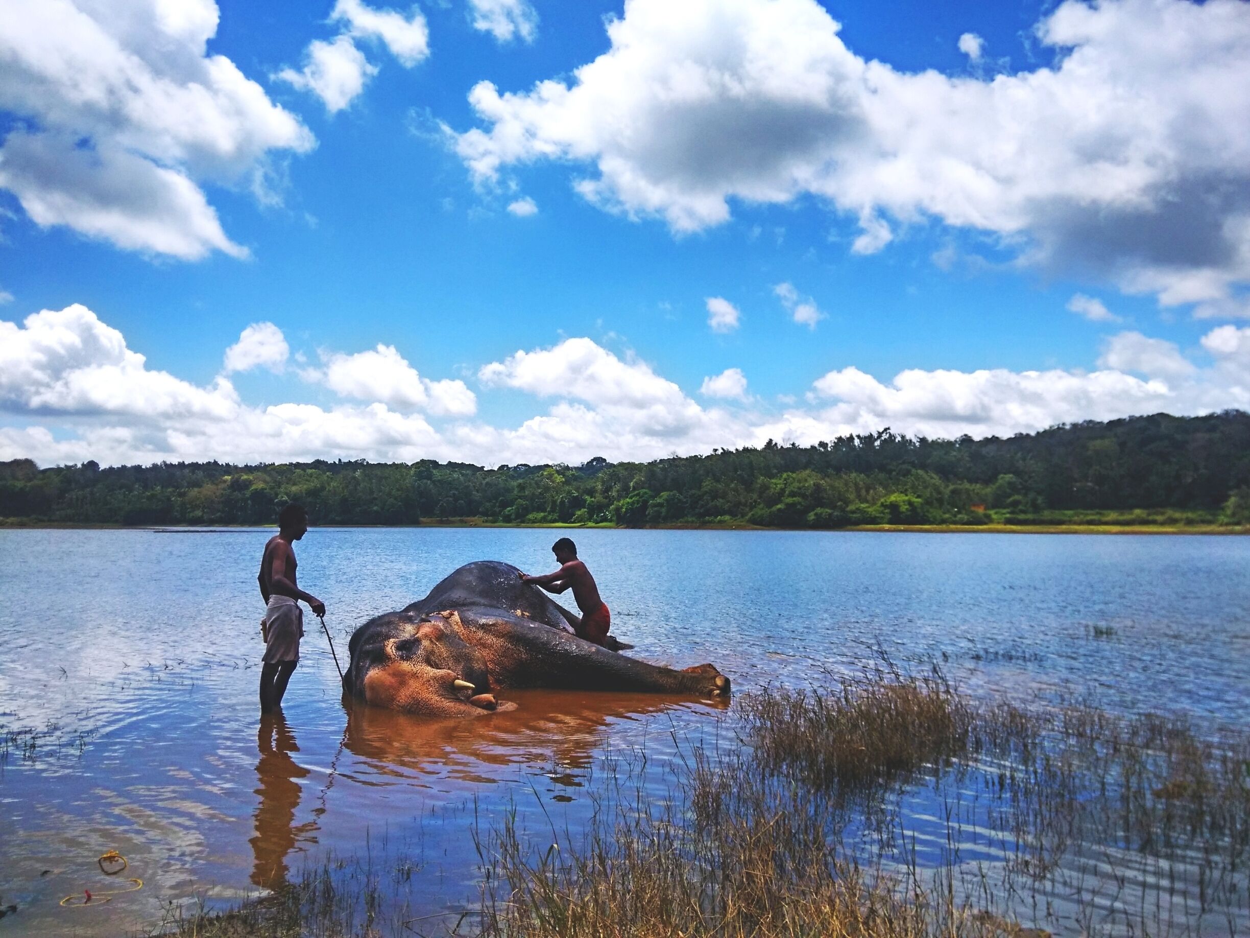 An elephant named Vijaya (meaning Victory), getting a nice bath with scrub from the mahouts. It's a trained elephant which is used for moving big tree logs by a local. This guy was having fun getting himself cleaned, while moving his legs, folding his knees, rolling to sides, by the commands of the mahout's. 
#travel #landscape #river #elephant
#Karnataka #India #culture
#cellphone-photography