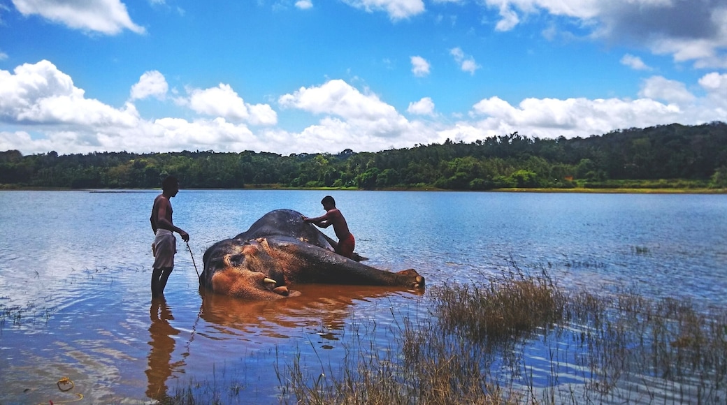 An elephant named Vijaya (meaning Victory), getting a nice bath with scrub from the mahouts. It's a trained elephant which is used for moving big tree logs by a local. This guy was having fun getting himself cleaned, while moving his legs, folding his knees, rolling to sides, by the commands of the mahout's.
#travel #landscape #river #elephant
#Karnataka #India #culture
#cellphone-photography