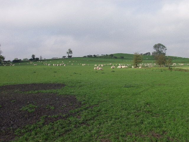Sheep grazing at Tainant.