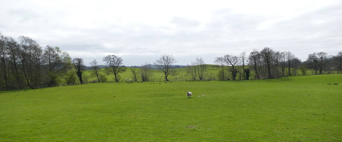 A green field with a few sheep and trees in the background.