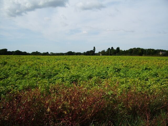 Potatoes Field of potatoes with the tops going yellow, soon to be lifted