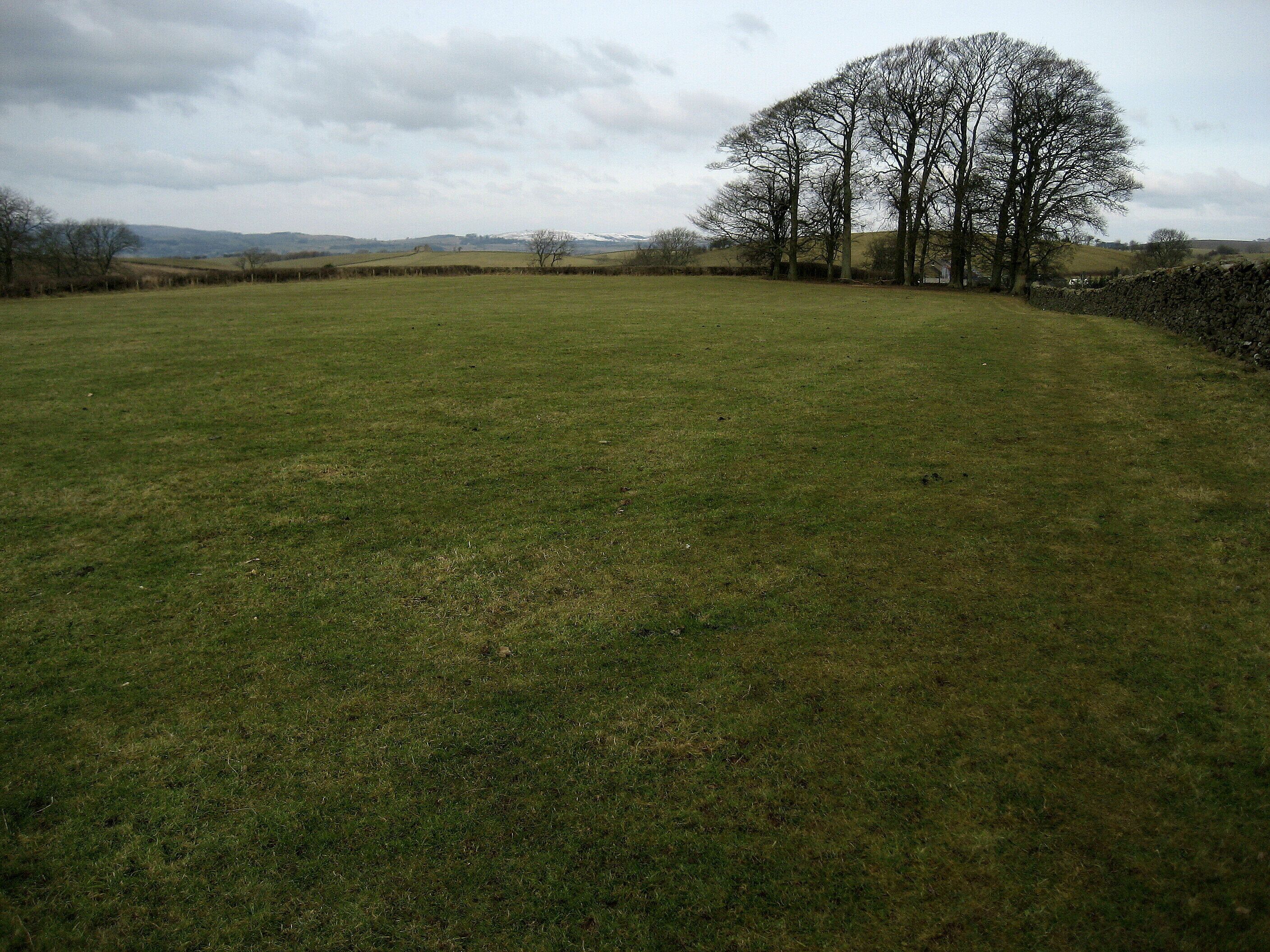 A grassy field with a large tree and a stone wall.