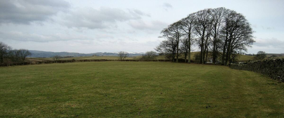 A grassy field with a large tree and a stone wall.