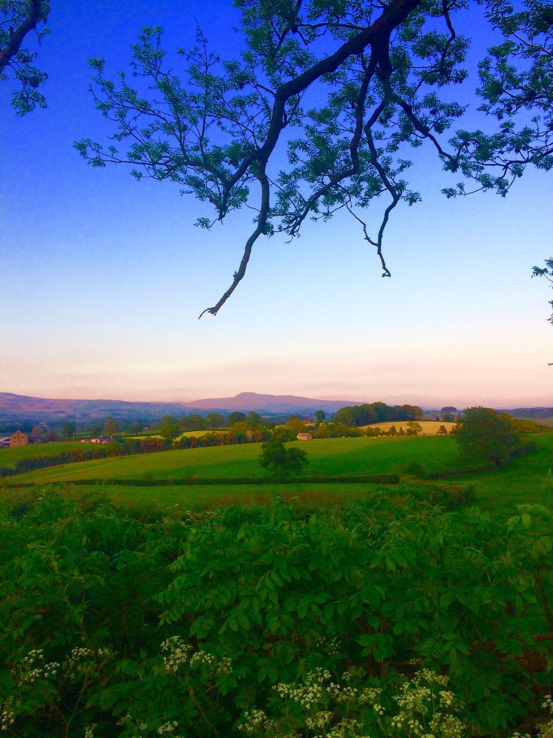 A rural landscape with rolling hills, a clear sky, and a tree branch in the foreground.