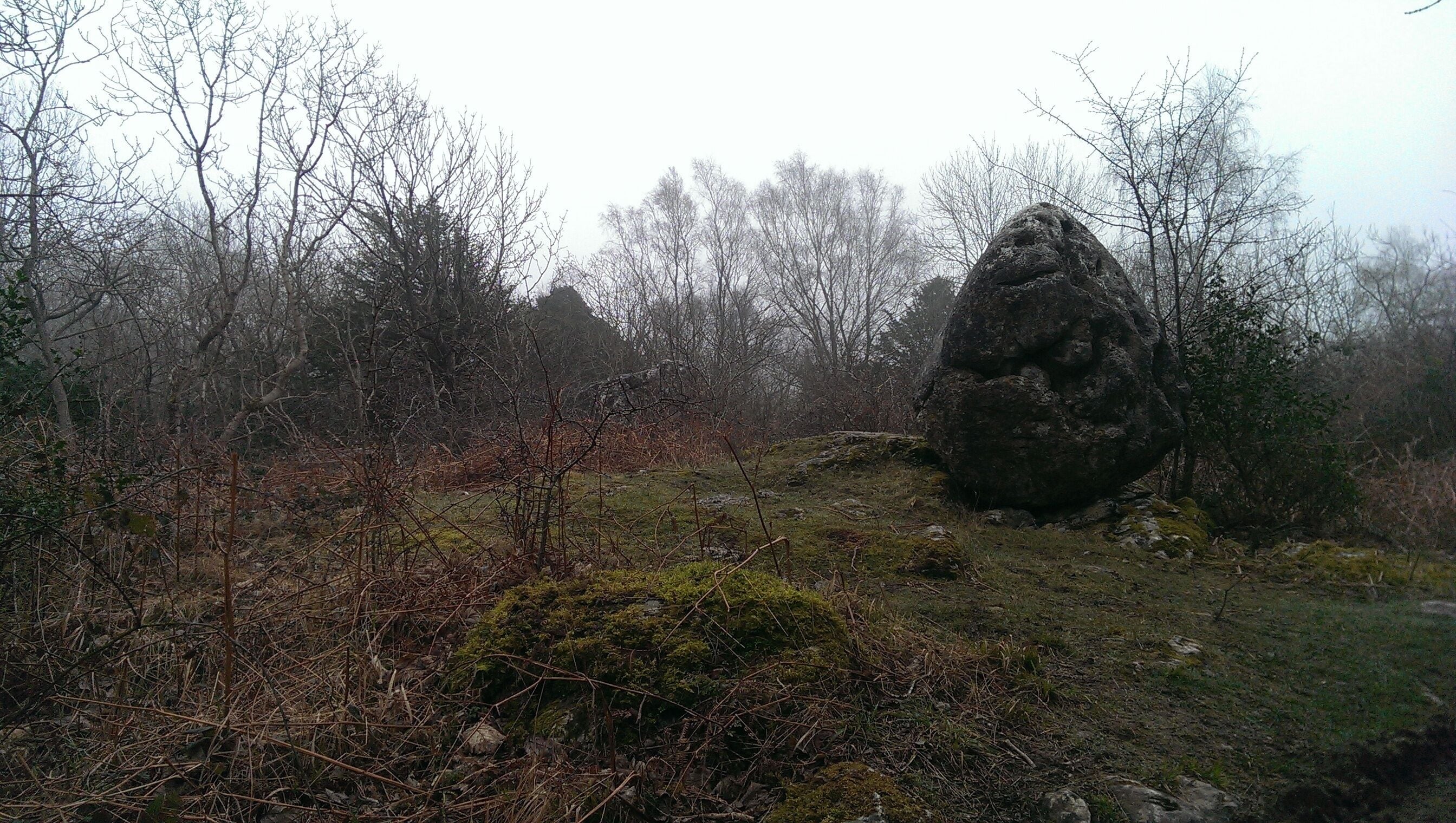A forest with a large rock formation and leafless trees.