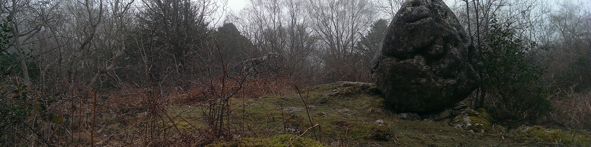 A forest with a large rock formation and leafless trees.