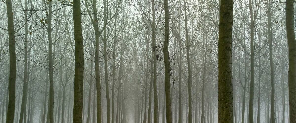 A dense forest with tall trees and a foggy atmosphere.