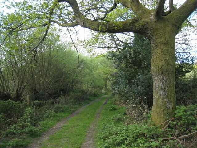 I'r goedwig. To the Forest. Cyrion Fforest Penllergaer. The edge of Penllergaer Forest.