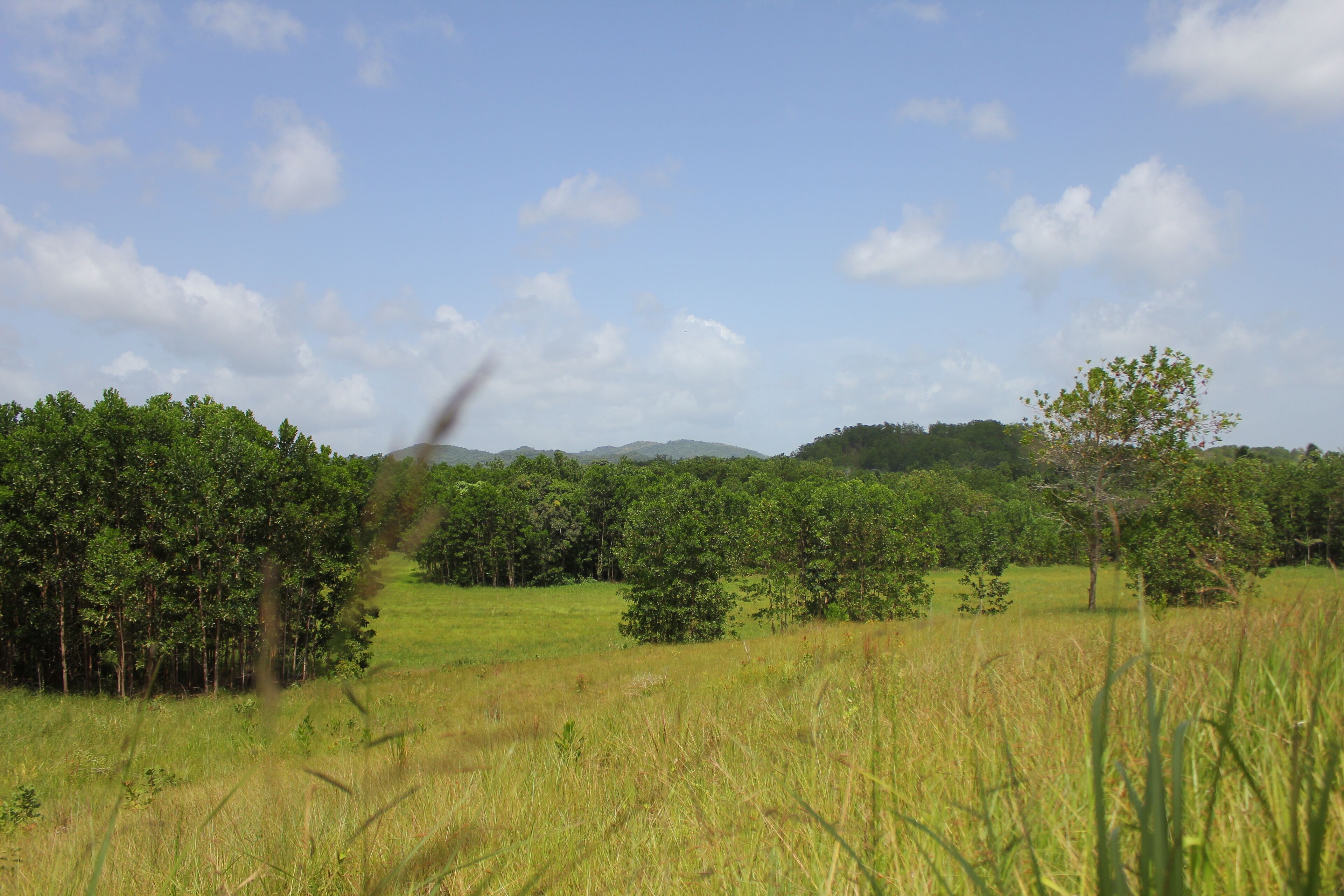  Beautiful meadow in Bayaguana, Dominican Republic