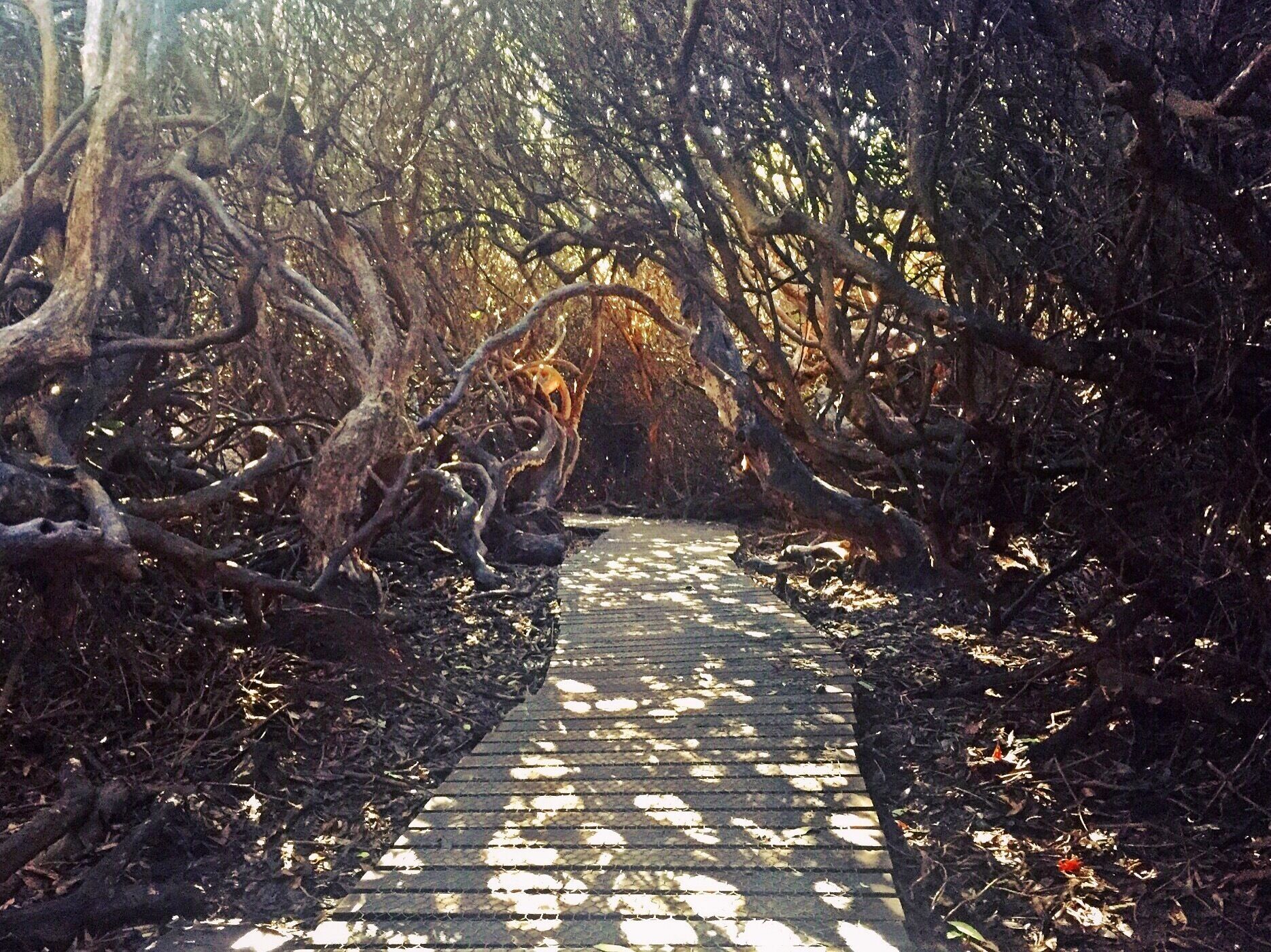 Taken at Beacon Hill, Leicestershire, UK.
#UK #England #Midlands #Leicestershire #NationalForest #Outdoors #TheGreatOutdoors #Nature #MotherNature #Exploring #Walking #Adventure #Woodland #Labyrinth 