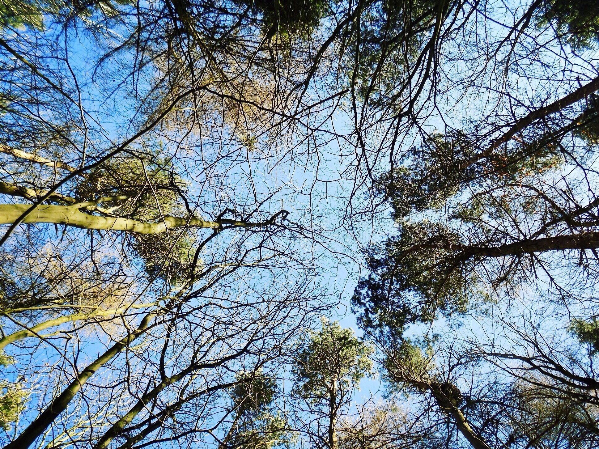 Taken at Beacon Hill, Leicestershire, UK.
#UK #England #Midlands #Leicestershire #NationalForest #Outdoors #TheGreatOutdoors #Nature #MotherNature #Exploring #Walking #Adventure #Woodland 