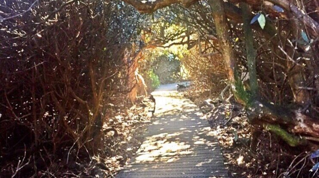 Taken at Beacon Hill, Leicestershire, UK.
#UK #England #Midlands #Leicestershire #NationalForest #Outdoors #TheGreatOutdoors #Nature #MotherNature #Exploring #Walking #Adventure #Woodland #Labyrinth