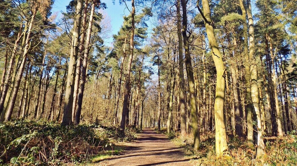 Taken at Beacon Hill, Leicestershire, UK.
#UK #England #Midlands #Leicestershire #NationalForest #Outdoors #TheGreatOutdoors #Nature #MotherNature #Exploring #Walking #Adventure #Woodland