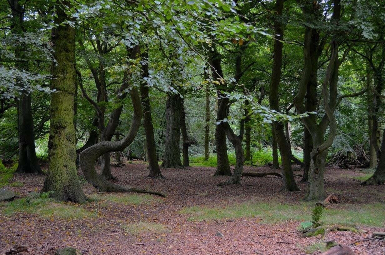 Taken at Beacon Hill in Woodhouse Eaves, Leicestershire, UK.
#Midlands #Leicestershire #BeaconHill #Nature #Countryside #Outdoors #Walking #Hiking #Hike #Exploring #GetOutside  #NeverStopExploring #TheGreatOutdoors 