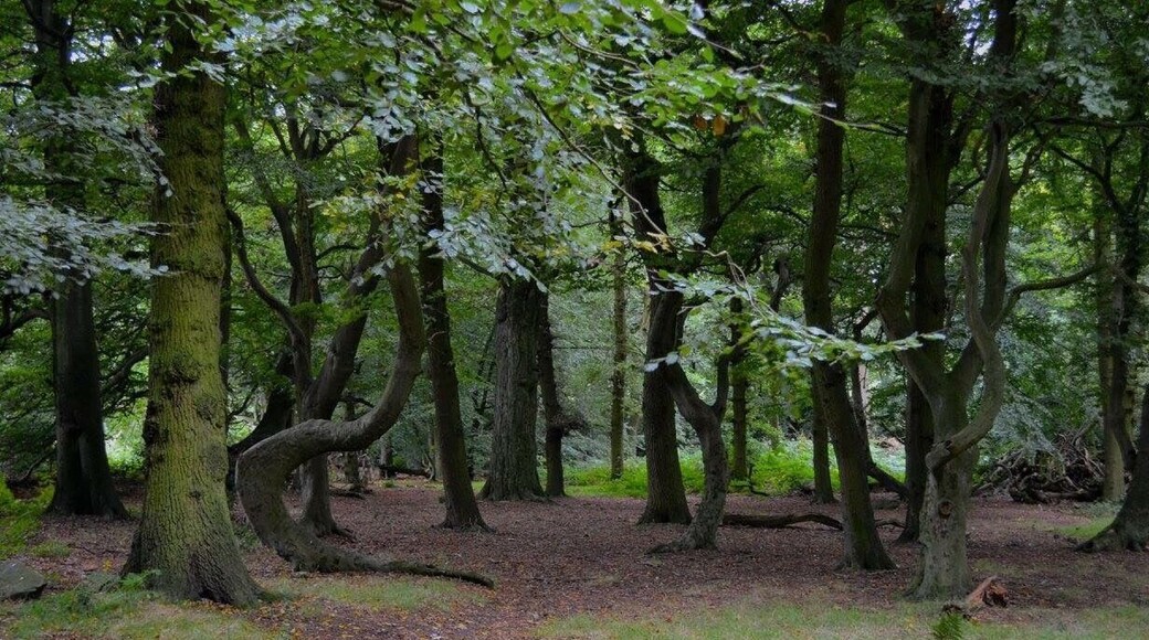Taken at Beacon Hill in Woodhouse Eaves, Leicestershire, UK.
#Midlands #Leicestershire #BeaconHill #Nature #Countryside #Outdoors #Walking #Hiking #Hike #Exploring #GetOutside #NeverStopExploring #TheGreatOutdoors