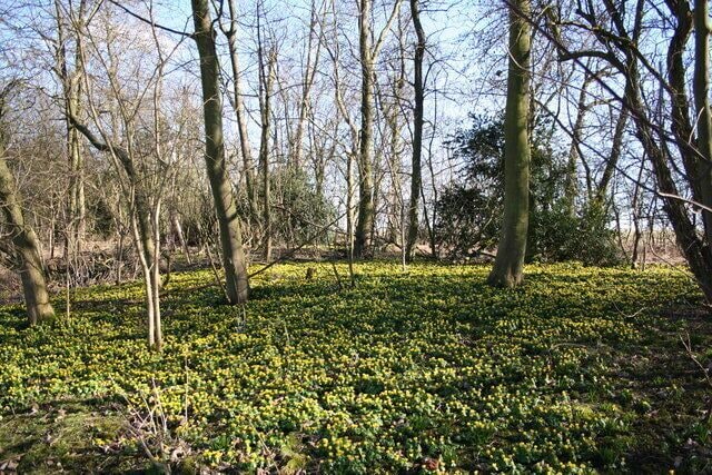Aconites in The Laurels. A carpet of winter aconites in The Laurels, part of Four Acre Plantation on the Bloxholm estate.