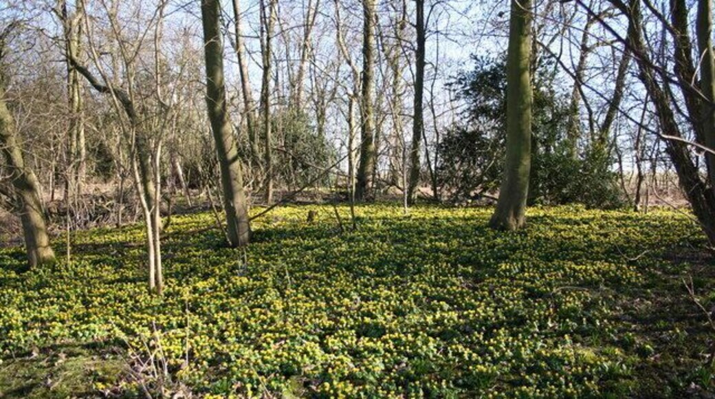 Aconites in The Laurels. A carpet of winter aconites in The Laurels, part of Four Acre Plantation on the Bloxholm estate.