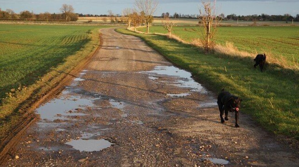 Hill Farm Lane Dogs with long shadows in the late afternoon sunshine at Bloxholm
