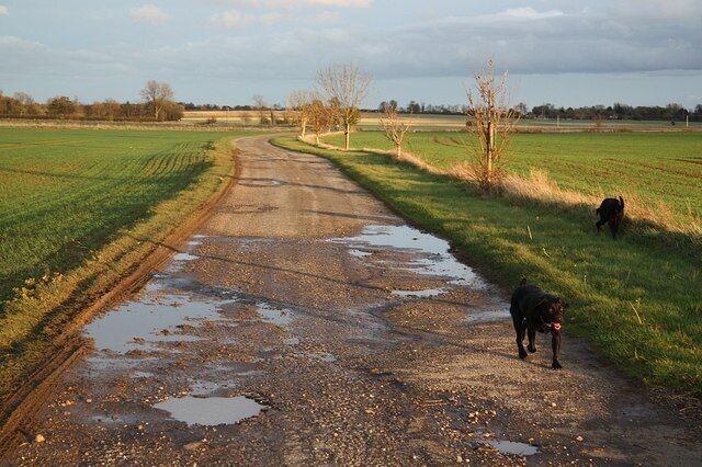 A rural road with puddles, a dog, and fields.