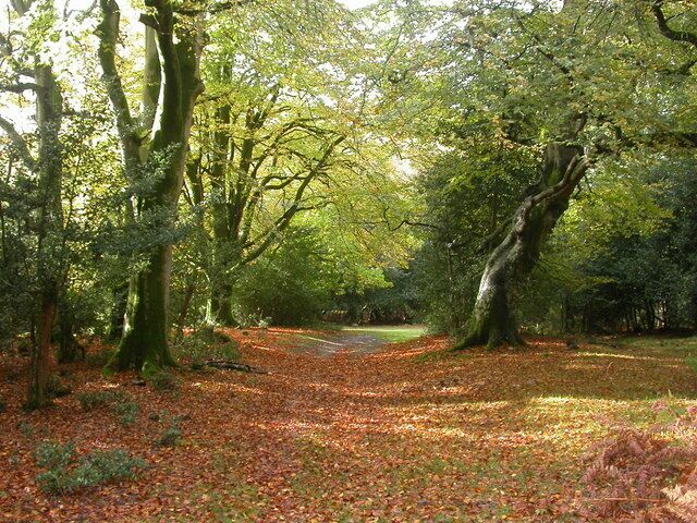 New Forest Path, James's Hill This part of the Forest is mainly beech and holly. The beech trees have started to shed their leaves; golden leaf litter lies on the ground on a fine autumnal day.
