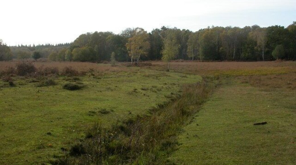 Stream, White Moor, New Forest Becomes wetter as you progress! The yellow-green patch right mid-ground is bog myrtle, which has of course gone over. One or two bell heather flowers remain; a few boletus fungi are fruiting on the grassland next to the stream.