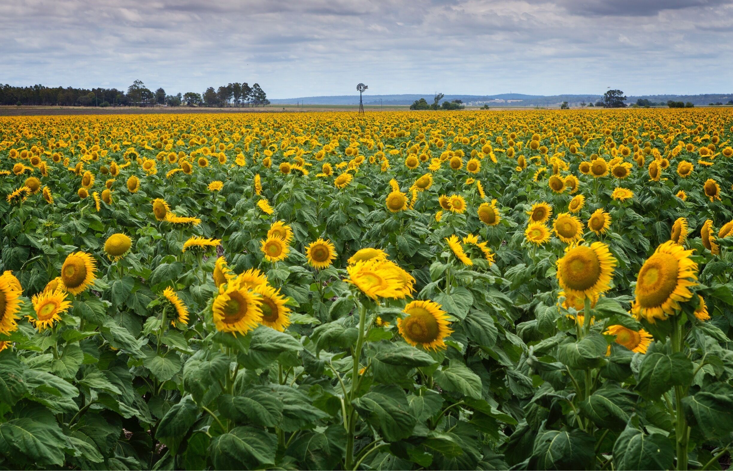 The aptly titled "Sunflower Route" which starts at Allora, is bursting with fields of gold. I love the anticipation as you travel over a crest to be welcomed by what looks like an ocean of these beauties. 

#summer #sunflowers #australia