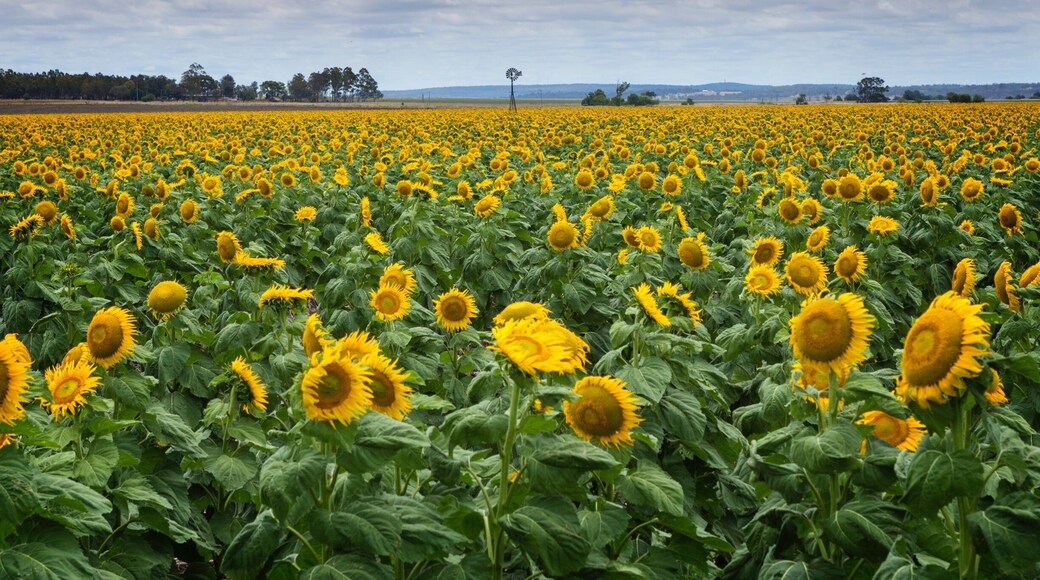 The aptly titled "Sunflower Route" which starts at Allora, is bursting with fields of gold. I love the anticipation as you travel over a crest to be welcomed by what looks like an ocean of these beauties.
#summer #sunflowers #australia