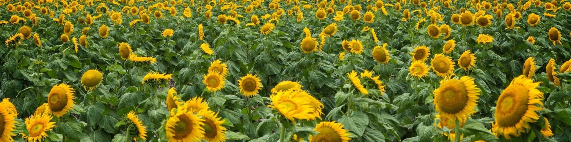 The aptly titled "Sunflower Route" which starts at Allora, is bursting with fields of gold. I love the anticipation as you travel over a crest to be welcomed by what looks like an ocean of these beauties.
#summer #sunflowers #australia
