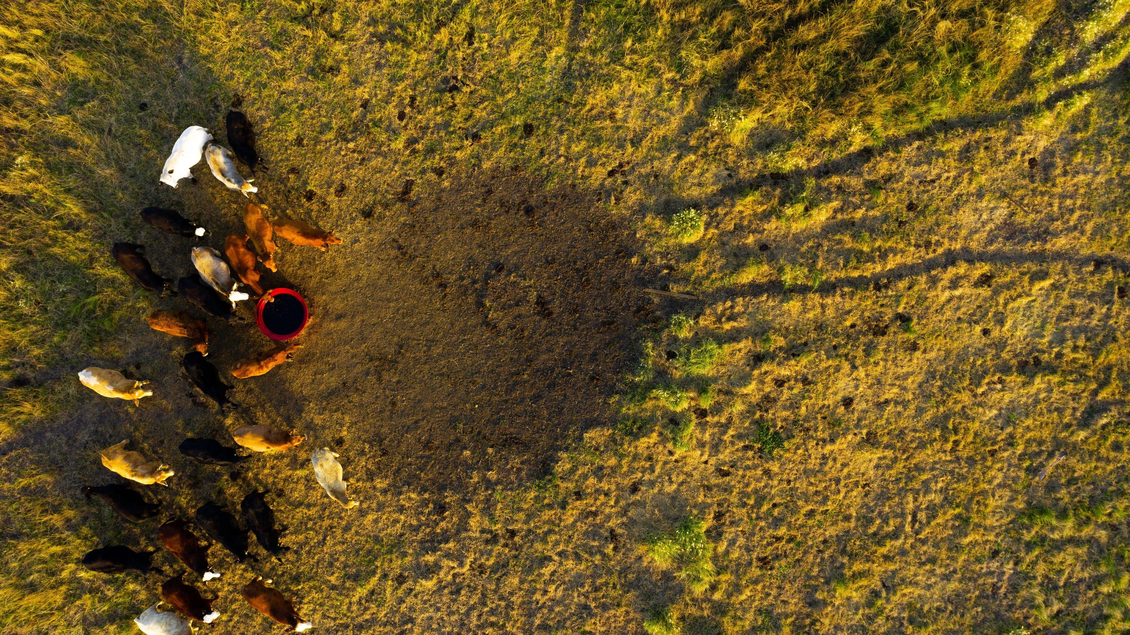 Allora showing farmland and land animals