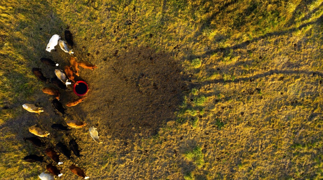 Allora showing farmland and land animals