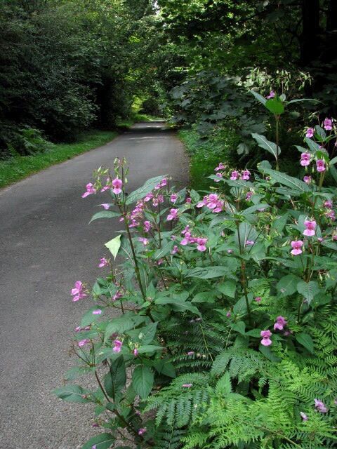 Road through Dog Kennel Wood near Swanton Novers. The flowering plant in the foreground is Himalayan Balsam. For a more detailed image and information on this plant see 540748
