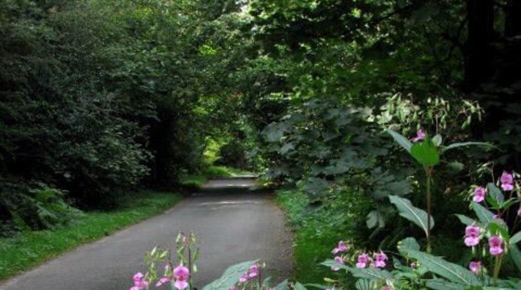 Road through Dog Kennel Wood near Swanton Novers. The flowering plant in the foreground is Himalayan Balsam. For a more detailed image and information on this plant see 540748
