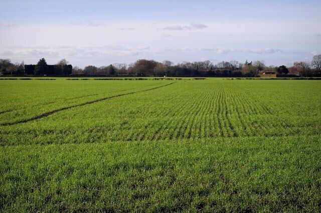 A vast green field with rows of crops under a clear sky.