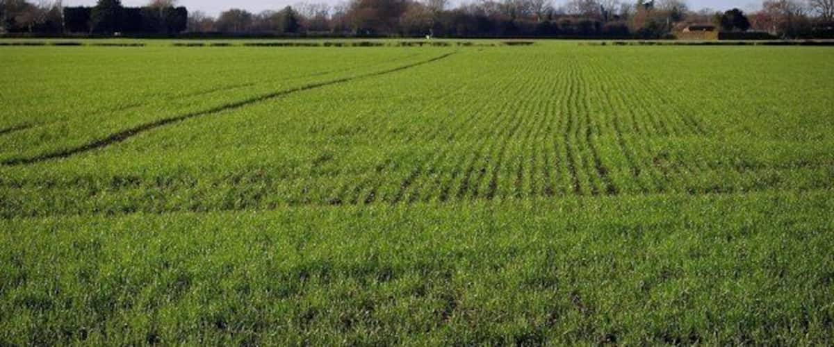 A vast green field with rows of crops under a clear sky.