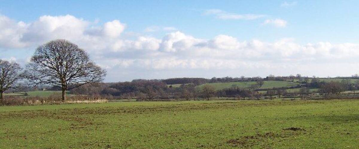 A grassy field with a large tree and a fence in the distance.