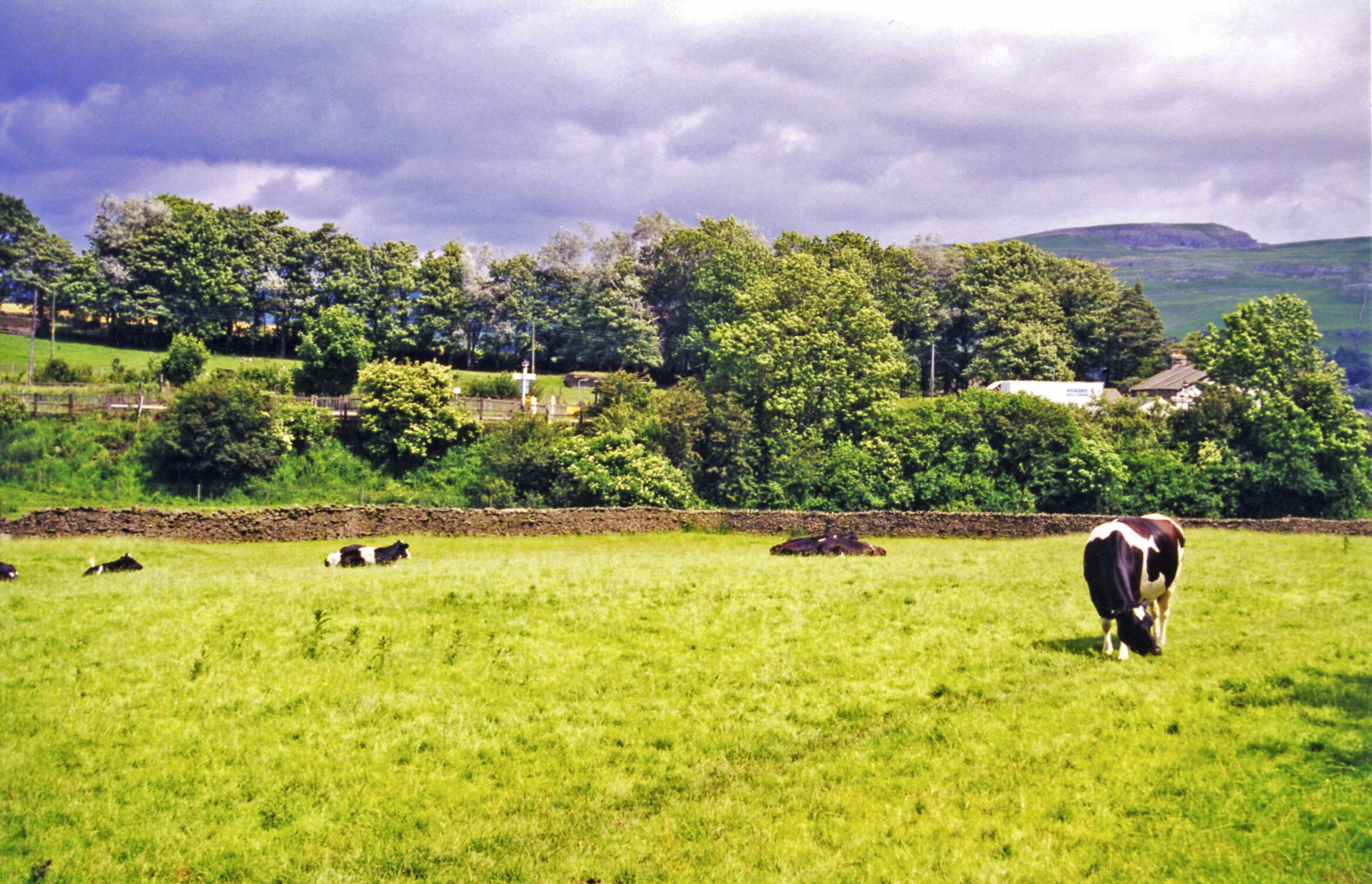 A green field with cows grazing, a stone wall, and a forested hill in the background.
