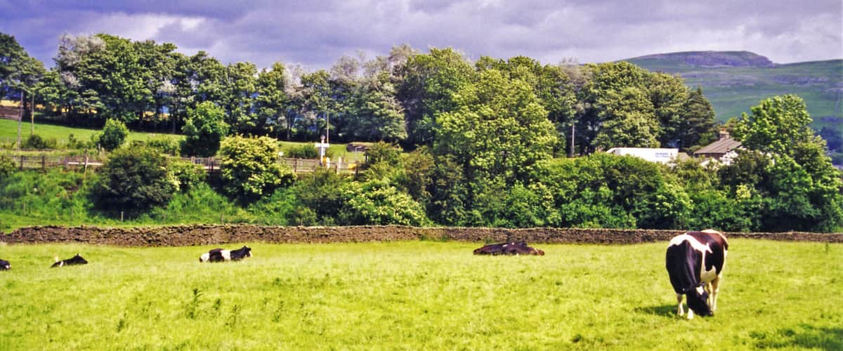 A green field with cows grazing, a stone wall, and a forested hill in the background.