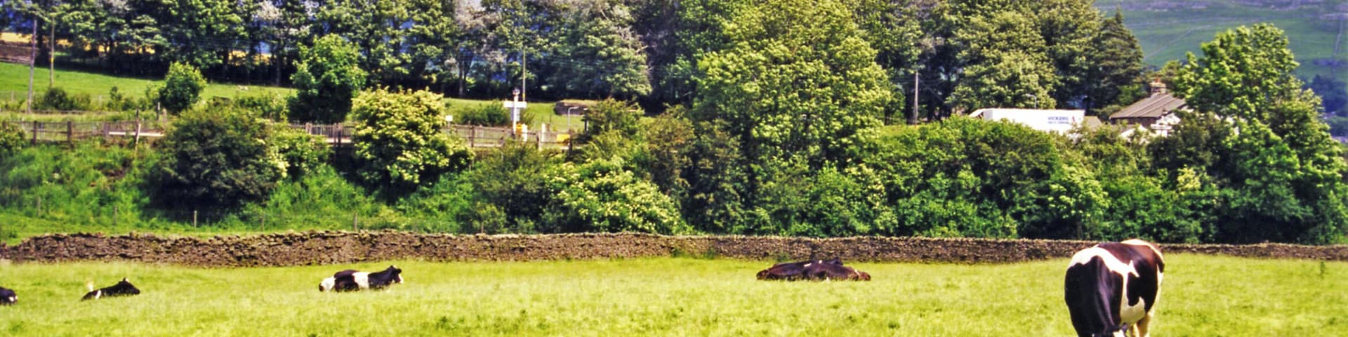 A green field with cows grazing, a stone wall, and a forested hill in the background.