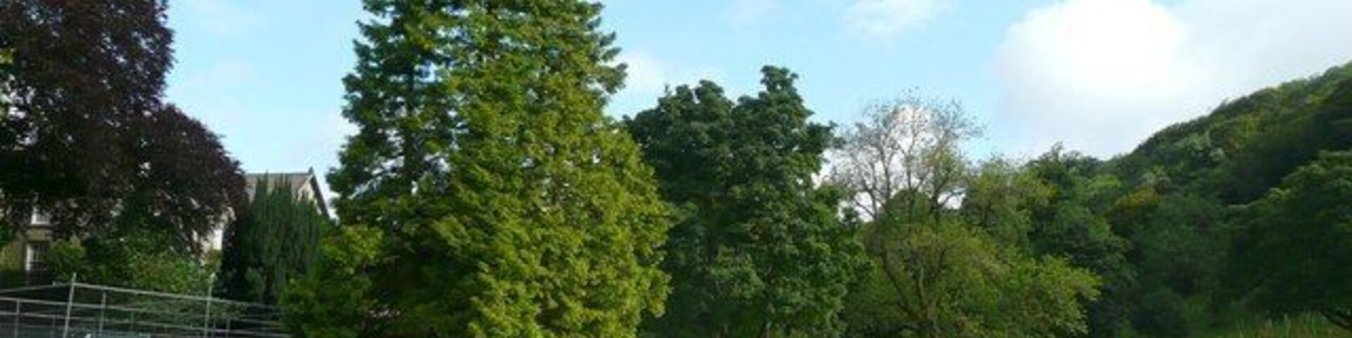 Un campo de golf con un gran árbol de hoja perenne, césped cuidado y cielo despejado.